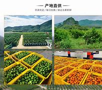 青果专用客户端青果系统官网登录入口