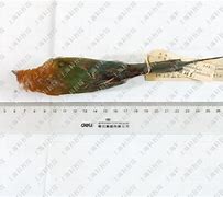 蜂羽客户端蜂羽系统网页版登陆网页版-第2张图片-太平洋在线下载